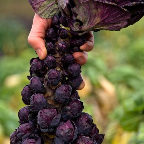Brussels sprouts red - 35,