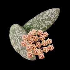 Hoya Wide Leaf Sigillatis