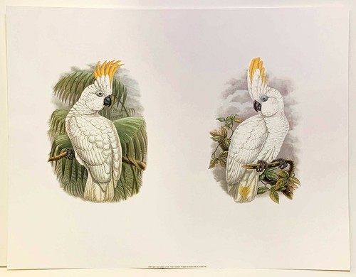 Sulphur crested cockatoos - sulphur, by