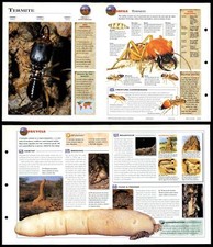 Termite #23 Invertebrates - Wildlife Explorer Fold-Out Card
