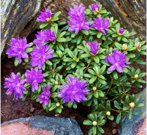 Rhododendron drakes mountain - drakes,
