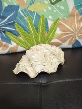 Large Tridacna Squamosa Half Clam Shell Seashell Specimen Sea Shell 20cm