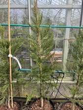 Giant Redwood 'Greenpeace' | Sequoiadendron giganteum | 80/100cm 10L
