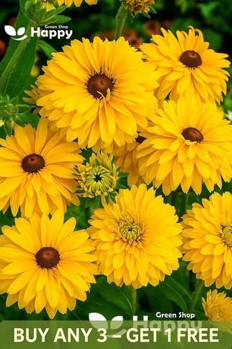 Rudbeckia golden daises 100 - 'golden, daises'