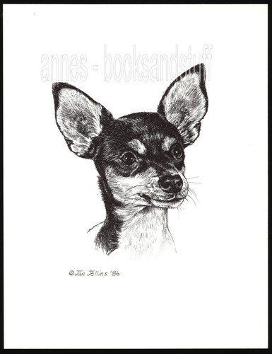 377 toy fox terrier - fox,