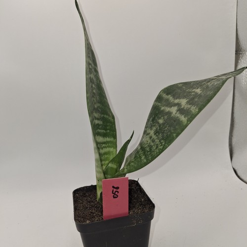 Sansevieria snake plant rooted - sansevieria,