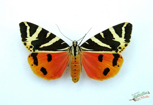 Jersey tiger moth - , euplagia