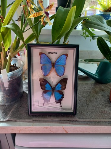 Framed exotic butterflies - exotic,