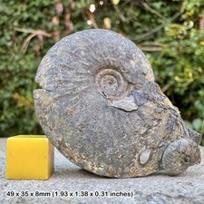 Oxynoticeras Pyrite Fossil Ammonite - Disc Shape - Jurassic UK - Upper