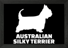 Australian Silky Terrier