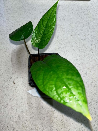 Dorstenia elata inch - dorstenia, pot