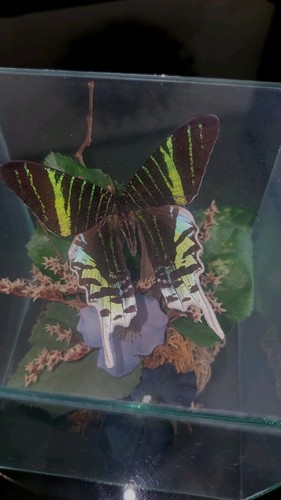 Taxidermy real moth under - taxidermy,