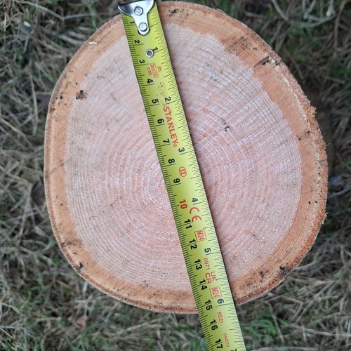 Ash wood round - ash,