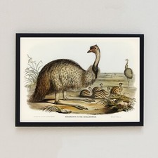 Emu Antique Birds Vintage