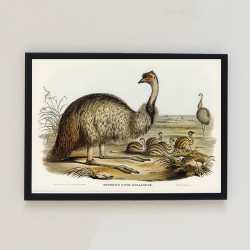 Emu antique birds vintage - emu,