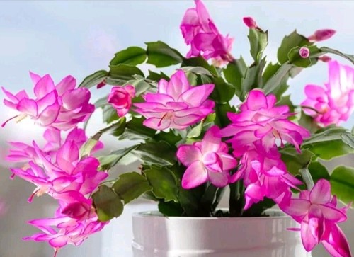 Schlumbergera cyclamen - schlumbergera,