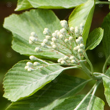 Sorbus aria 'Lutescens' | Whitebeam | Ornamental Garden Tree | 5-6ft