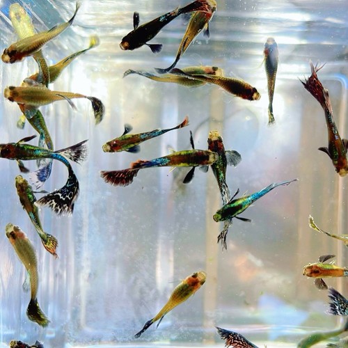 Pair green dragon guppy - ,