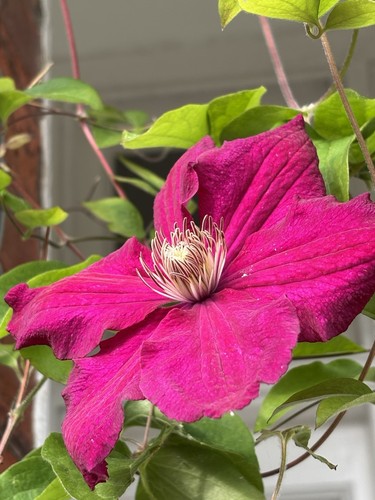 Clematis seed early - clematis,
