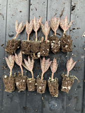 ** Greenhouse Clearance**    12 x Kalanchoe - X-Houghtonii - Mother of Millions