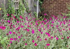 Lychnis Coronaria Rose Campion