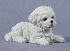 Cute Adorable Maltese Puppy