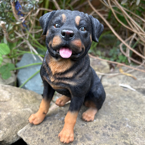 Vivid arts sitting rottweiler - arts,