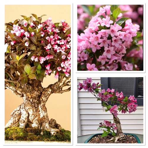 Weigela rosea pink blossom - rosea,