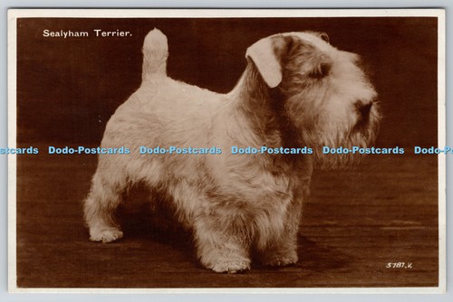 R758220 sealyham terrier - r758220,