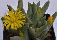 Conophytum bilobum CR 1558 THE