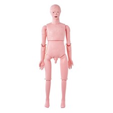 Life-Size Male Anatomical