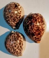 3 x Tiger Cowrie Sea Snail
