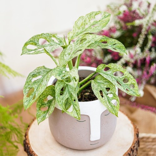 Variegated monstera adansonii - monstera,