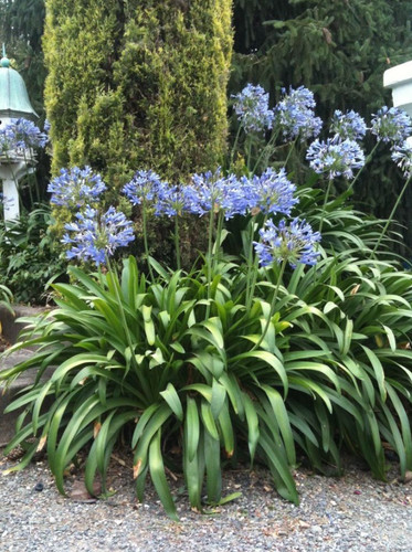 African blue agapanthus 1 - african,