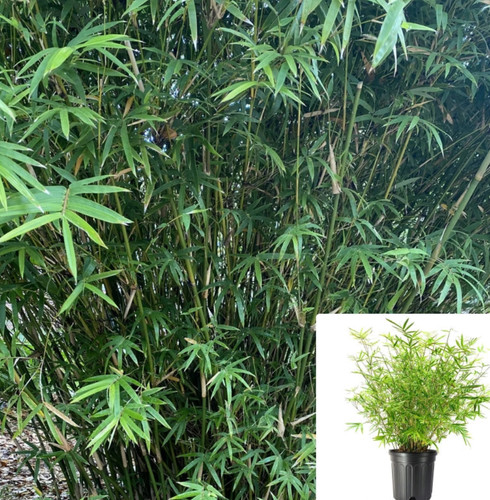 Green umbrella bamboo - umbrella,