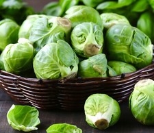 Brussel Sprouts Seeds x 600
