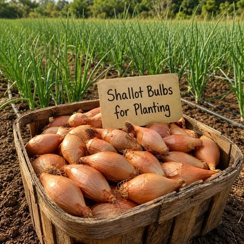 Flavor packed shallot - flavor-packed,