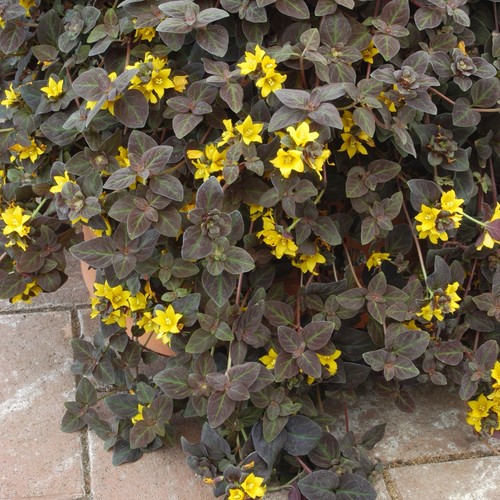 Lysimachia midnight sun dark - lysimachia,