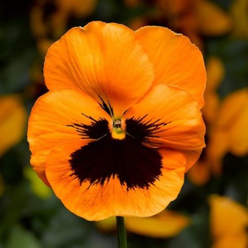 Winter flowering pansy - 40,