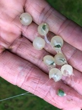 100 mistletoe berries - 100,
