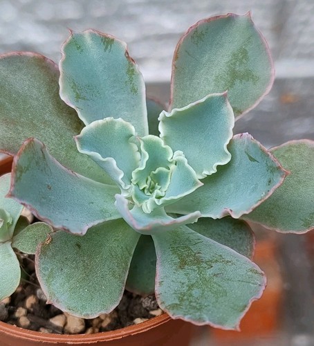 Succulent echeveria - succulent, |