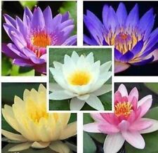 Water Lily Bonsai, Nymphaeaceae Bowl Flower – 5 Seeds