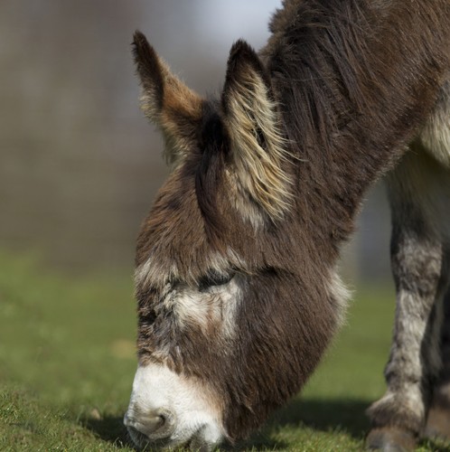 Grazing donkey sound greeting - donkey,