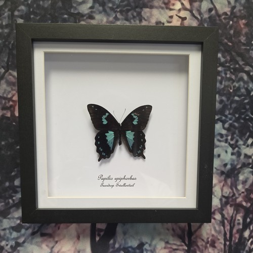Teardrop swallowtail papilio - swallowtail, (papilio