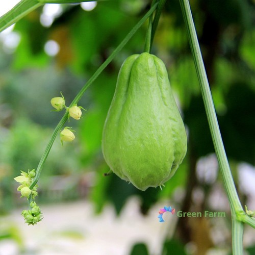 Seeds chayote mexican - seeds,