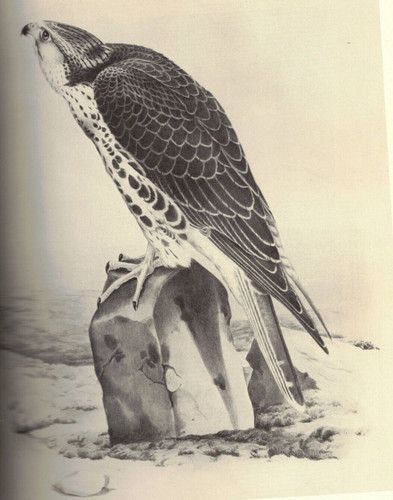 Falconry traite de - falconry,