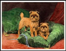 BRUSSELS GRIFFON DOGS LOVELY