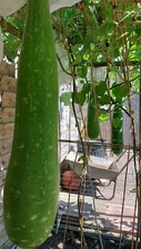 Kodu Seed Zucca Bottle Gourd Dudhi Dodhi lau bangla Lao UK Grown 8 Seeds