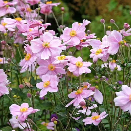 Anemone konigin - anemone, x