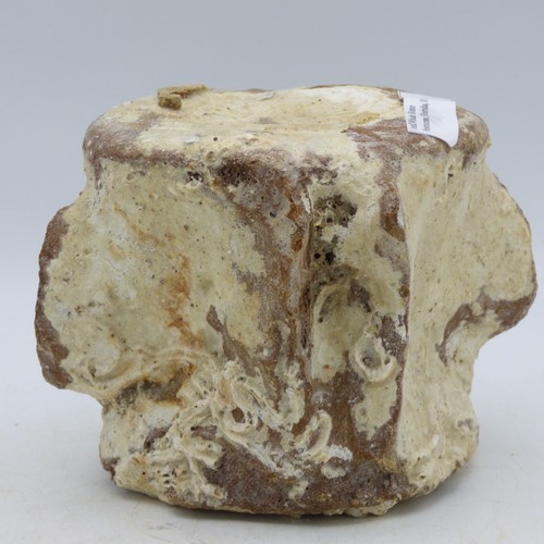 Fossil whale vertebra bone ice - whale,
